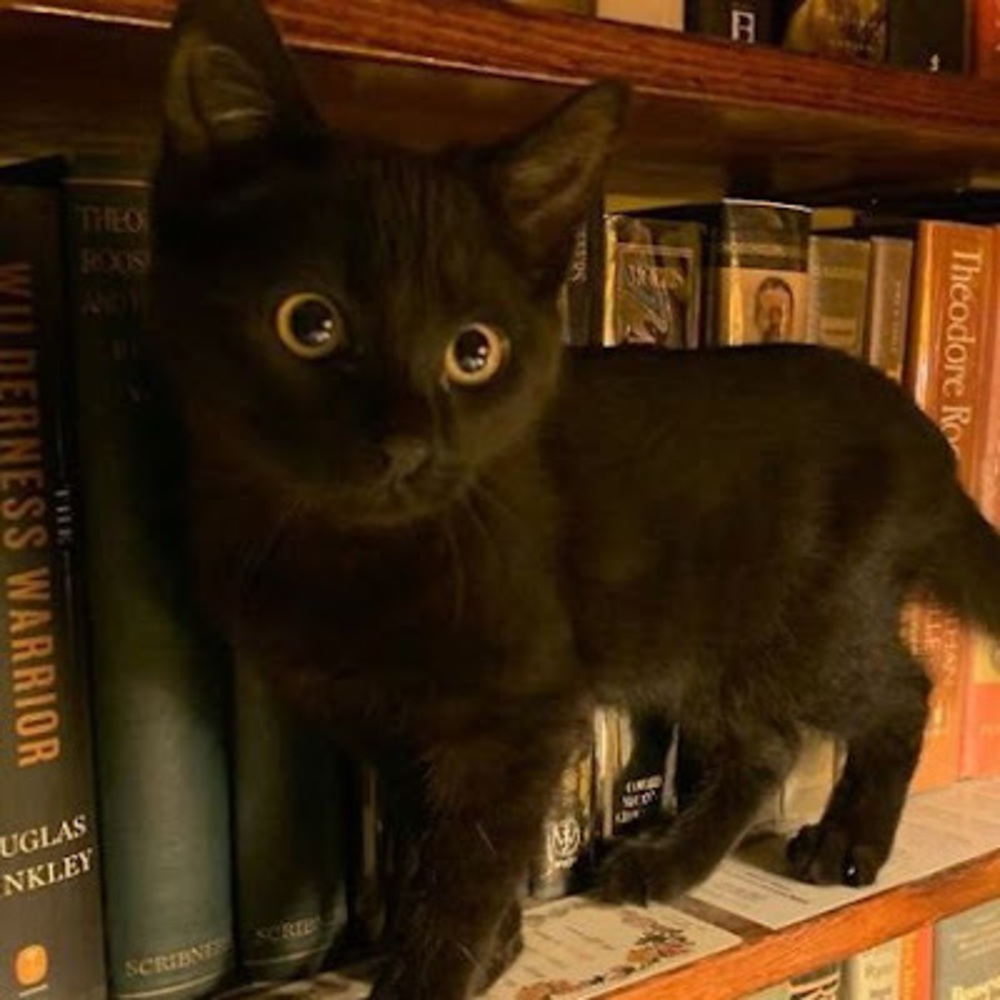 Meet your Posher, Olivia